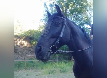 PRE Blandning, Valack, 12 år, 153 cm, Rökfärgad svart
