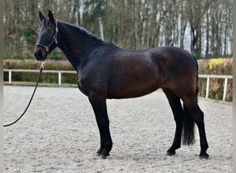 PRE Blandning, Valack, 12 år, 160 cm, Rökfärgad svart