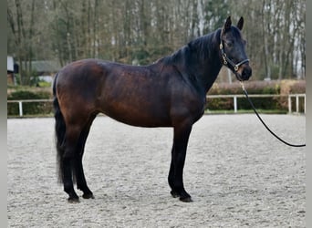 PRE Blandning, Valack, 12 år, 160 cm, Rökfärgad svart