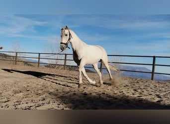 PRE, Valack, 12 år, 167 cm, Grå