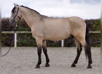 PRE Blandning, Valack, 12 år, 168 cm, Gulbrun