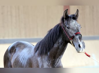 PRE Blandning, Wallach, 2 Jahre, 168 cm, Schimmel