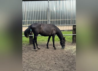 PRE Blandning, Wallach, 2 Jahre, 168 cm, Schimmel