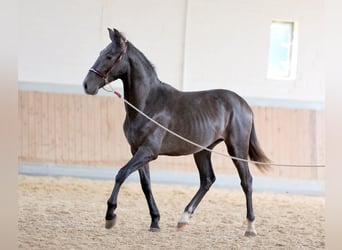 PRE Blandning, Wallach, 2 Jahre, 168 cm, Schimmel