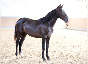 PRE Blandning, Wallach, 2 Jahre, 168 cm, Schimmel