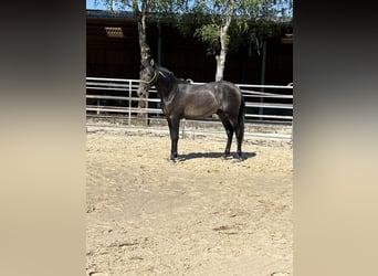PRE, Valack, 2 år, 170 cm, Kan vara vit