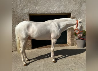 PRE Blandning, Valack, 3 år, 157 cm, Cremello