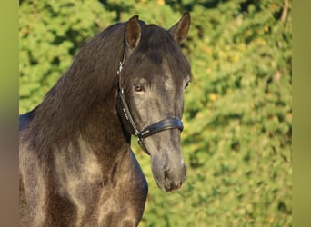 PRE Blandning, Valack, 3 år, 157 cm, Grå-mörk-brun