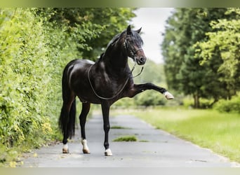 PRE, Valack, 3 år, 160 cm, Rökfärgad svart