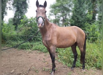 PRE Blandning, Valack, 3 år, 161 cm, Grå-röd-brun