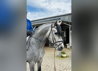 PRE Blandning, Valack, 3 år, 164 cm, Grå