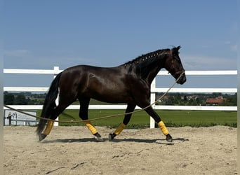 PRE Blandning, Valack, 4 år, 155 cm, Svart