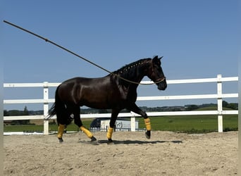 PRE Blandning, Valack, 4 år, 155 cm, Svart