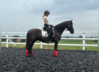 PRE Blandning, Valack, 4 år, 155 cm, Svart