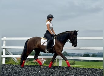 PRE Blandning, Valack, 4 år, 155 cm, Svart