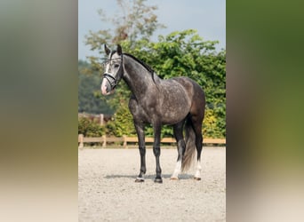 PRE, Valack, 4 år, 158 cm, Grå-mörk-brun