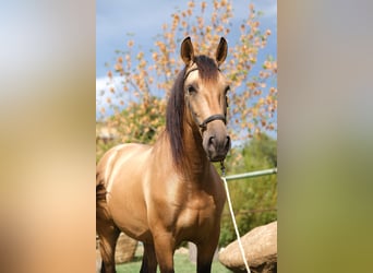 PRE Blandning, Valack, 4 år, 160 cm, Black