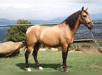 PRE Blandning, Valack, 4 år, 160 cm, Black