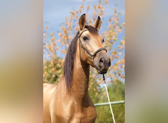 PRE Blandning, Valack, 4 år, 160 cm, Black