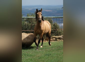 PRE Blandning, Valack, 4 år, 160 cm, Black