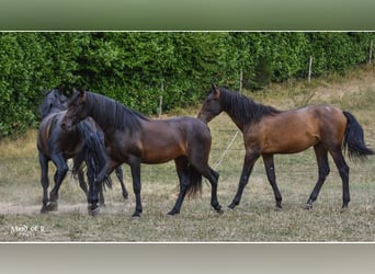 PRE, Valack, 4 år, 160 cm, Mörkbrun