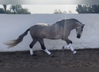 PRE Blandning, Valack, 4 år, 161 cm, Gråskimmel