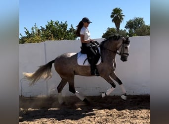 PRE Blandning, Valack, 4 år, 161 cm, Gråskimmel