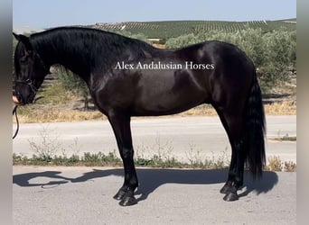 PRE Blandning, Valack, 4 år, 161 cm, Svart