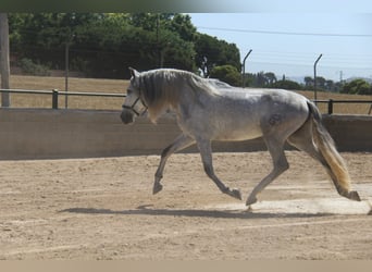 PRE Blandning, Valack, 4 år, 165 cm, Gråskimmel