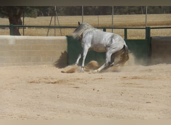 PRE Blandning, Valack, 4 år, 165 cm, Gråskimmel