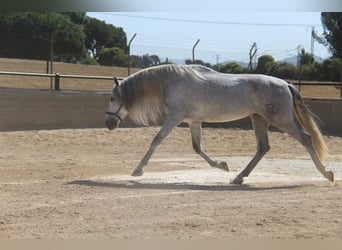 PRE Blandning, Valack, 4 år, 165 cm, Gråskimmel