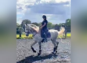 PRE, Valack, 4 år, 165 cm, Gråskimmel