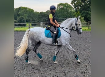 PRE, Valack, 4 år, 165 cm, Gråskimmel