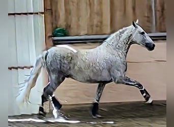 PRE, Valack, 4 år, 165 cm, Gråskimmel