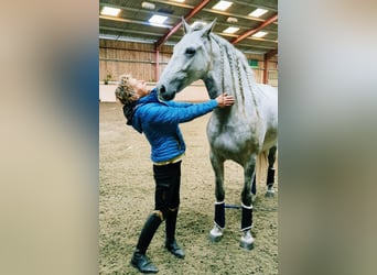 PRE, Valack, 4 år, 165 cm, Gråskimmel