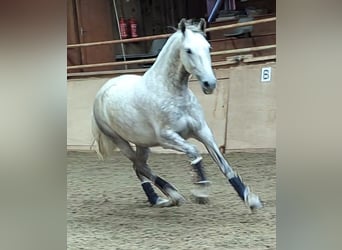 PRE, Valack, 4 år, 165 cm, Gråskimmel