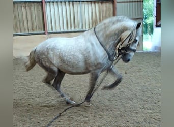 PRE, Valack, 4 år, 165 cm, Gråskimmel