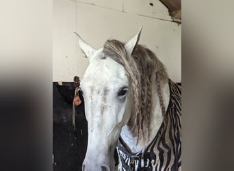 PRE, Valack, 4 år, 165 cm, Gråskimmel
