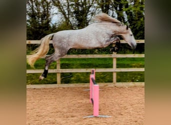 PRE, Valack, 4 år, 165 cm, Gråskimmel