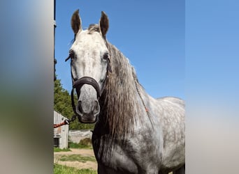 PRE, Valack, 4 år, 165 cm, Gråskimmel