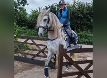 PRE, Valack, 4 år, 165 cm, Gråskimmel