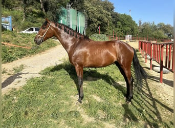 PRE Blandning, Valack, 4 år, 168 cm, Brun