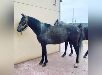 PRE Blandning, Valack, 5 år, 156 cm, Grå-röd-brun