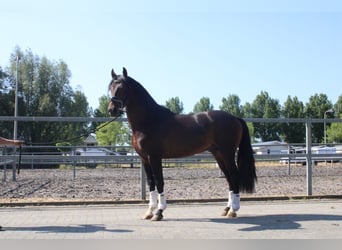 PRE Blandning, Valack, 5 år, 158 cm, Mörkbrun
