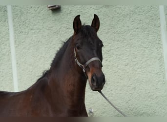 PRE Blandning, Valack, 5 år, 167 cm, Mörkbrun