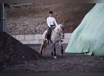 PRE Blandning, Valack, 7 år, 157 cm, Grå