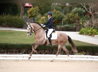 PRE, Valack, 7 år, 160 cm, Grå-röd-brun