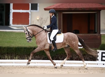 PRE, Valack, 7 år, 160 cm, Grå-röd-brun