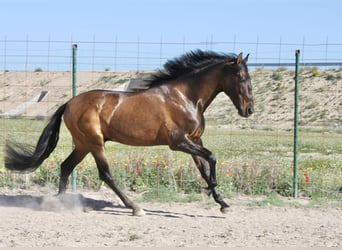 PRE Blandning, Valack, 7 år, 168 cm, Brun