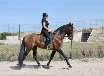 PRE Blandning, Valack, 7 år, 168 cm, Brun